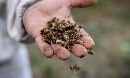 Desalmados envenenan abejas en hotel ecológico
