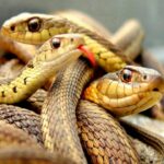El Día D / Prevenir mordeduras de serpiente 🐍