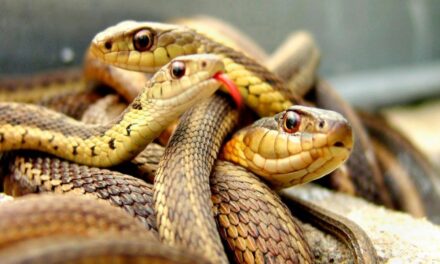 El Día D / Prevenir mordeduras de serpiente 🐍